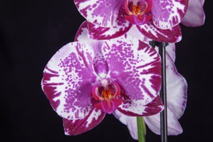 Phalaenopsis Fuller's Paint Brush Orchid Fest HCC/AOS 78 pts.
